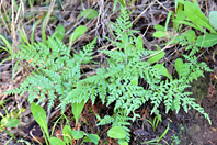 Asplenium onopteris